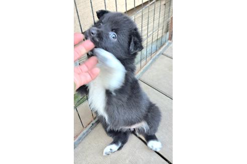 販売中の千葉県のミックス犬-388040の17枚目