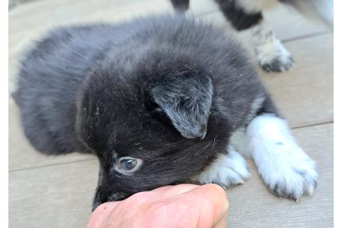 販売中の千葉県のミックス犬-388040の16枚目