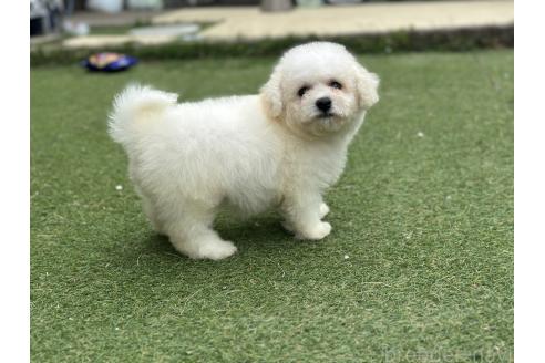 販売中の千葉県のビションフリーゼ-390791の3枚目