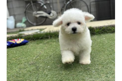 販売中の千葉県のビションフリーゼ-390791の2枚目