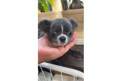 販売中の山口県のチワワ(ロングコート)-370035