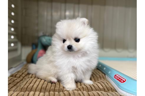 販売中の秋田県のポメラニアン-390634の3枚目