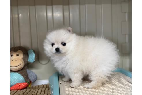 販売中の秋田県のポメラニアン-390634の2枚目