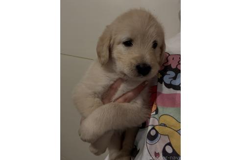 販売中の石川県のその他の犬種-390636の4枚目