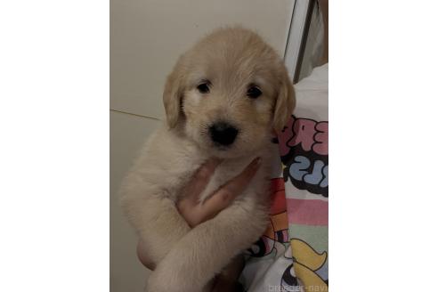 販売中の石川県のその他の犬種-390636の3枚目