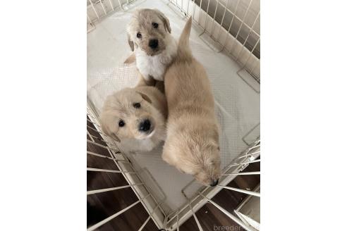 販売中の石川県のその他の犬種-390636の2枚目