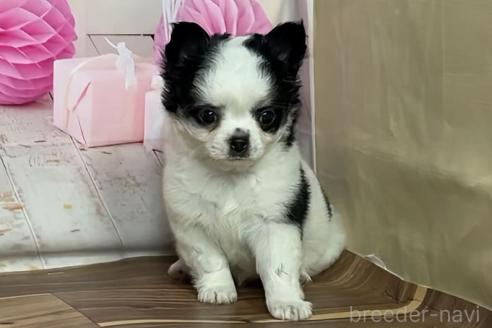 販売中の福岡県のチワワ(ロングコート)-390641の6枚目