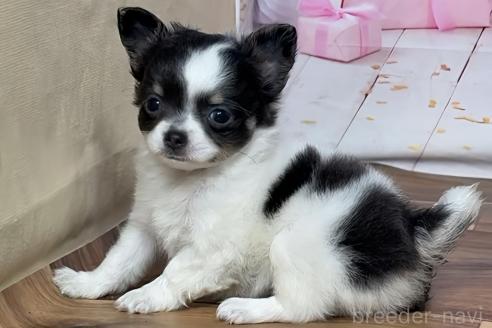 販売中の福岡県のチワワ(ロングコート)-390642の5枚目