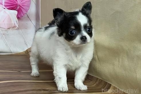 販売中の福岡県のチワワ(ロングコート)-390642の3枚目