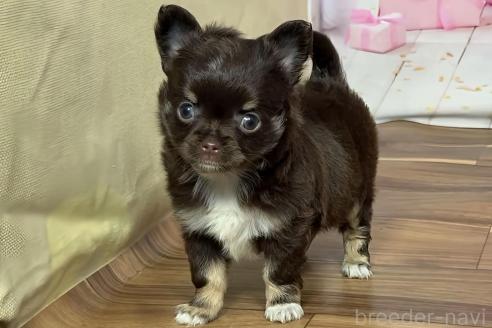 販売中の福岡県のチワワ(ロングコート)-390643の7枚目