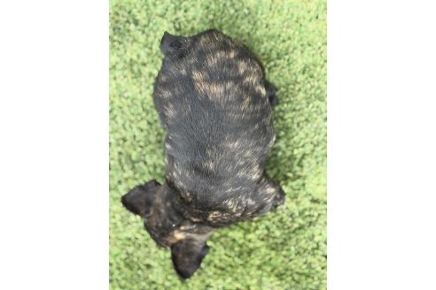 販売中の愛知県のフレンチブルドッグ-390646の6枚目