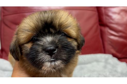 成約済の岡山県のミックス犬-386075の3枚目