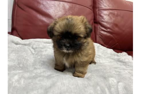 成約済の岡山県のミックス犬-386075の2枚目