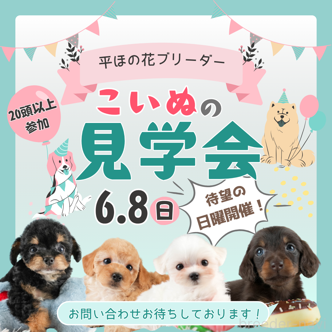 販売中の埼玉県のマルチーズ-388808の4枚目