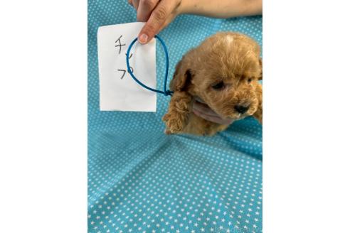販売中の北海道のミックス犬-390814の4枚目