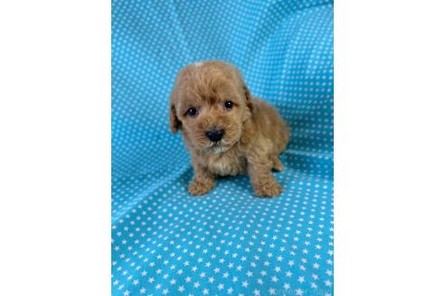 販売中の北海道のミックス犬-390814の3枚目