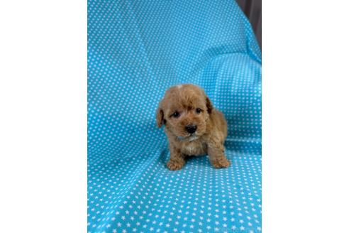 販売中の北海道のミックス犬-390814の2枚目