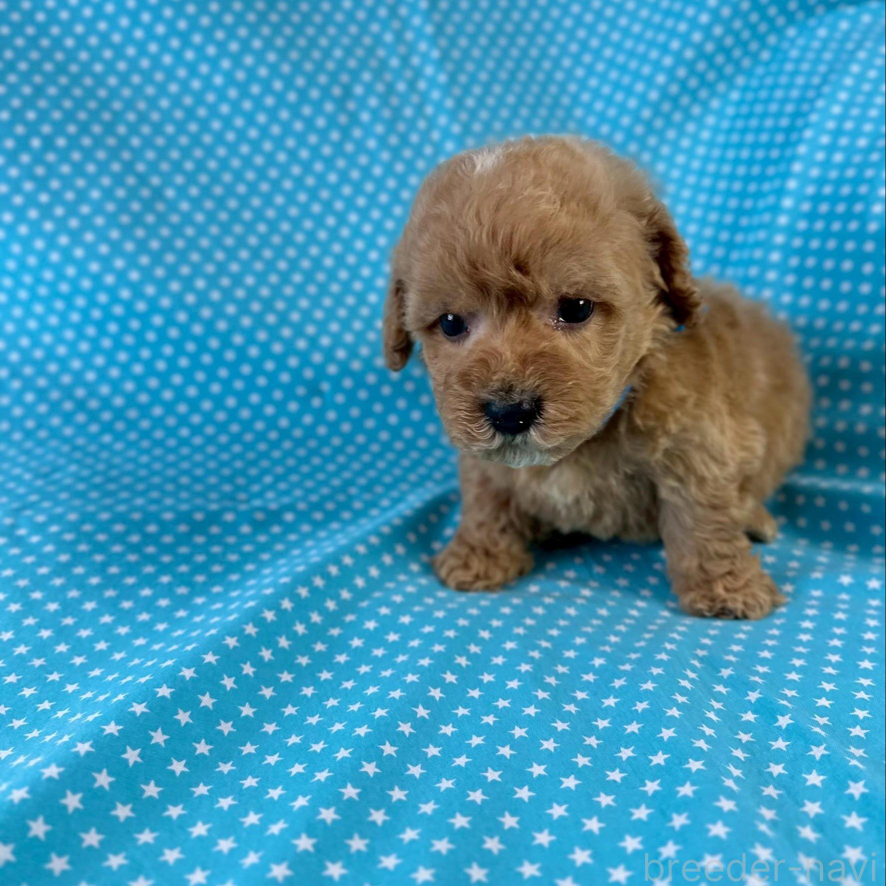 販売中の北海道のミックス犬-390814
