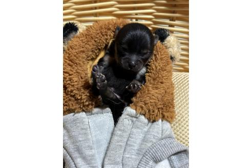 販売中の千葉県のポメラニアン-390885
