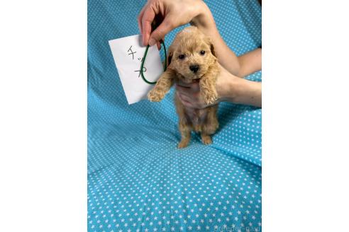 販売中の北海道のミックス犬-390816の4枚目