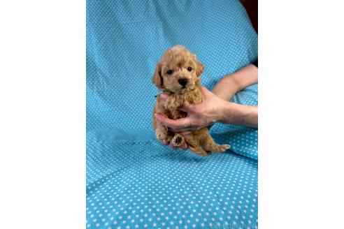 販売中の北海道のミックス犬-390816の3枚目