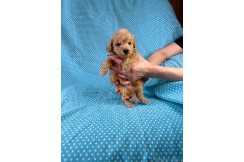 販売中の北海道のミックス犬-390816の2枚目