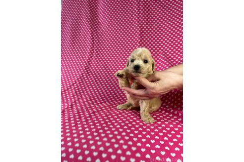 販売中の北海道のミックス犬-390818の4枚目