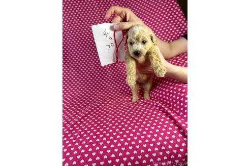 販売中の北海道のミックス犬-390818の3枚目