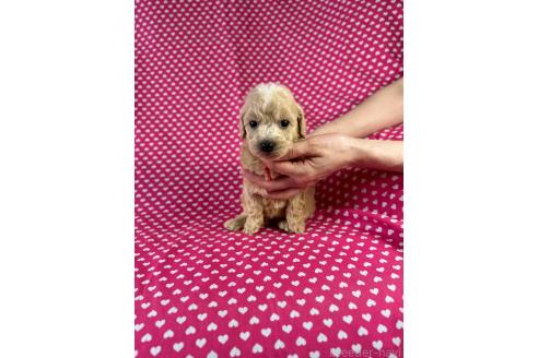 販売中の北海道のミックス犬-390818の2枚目