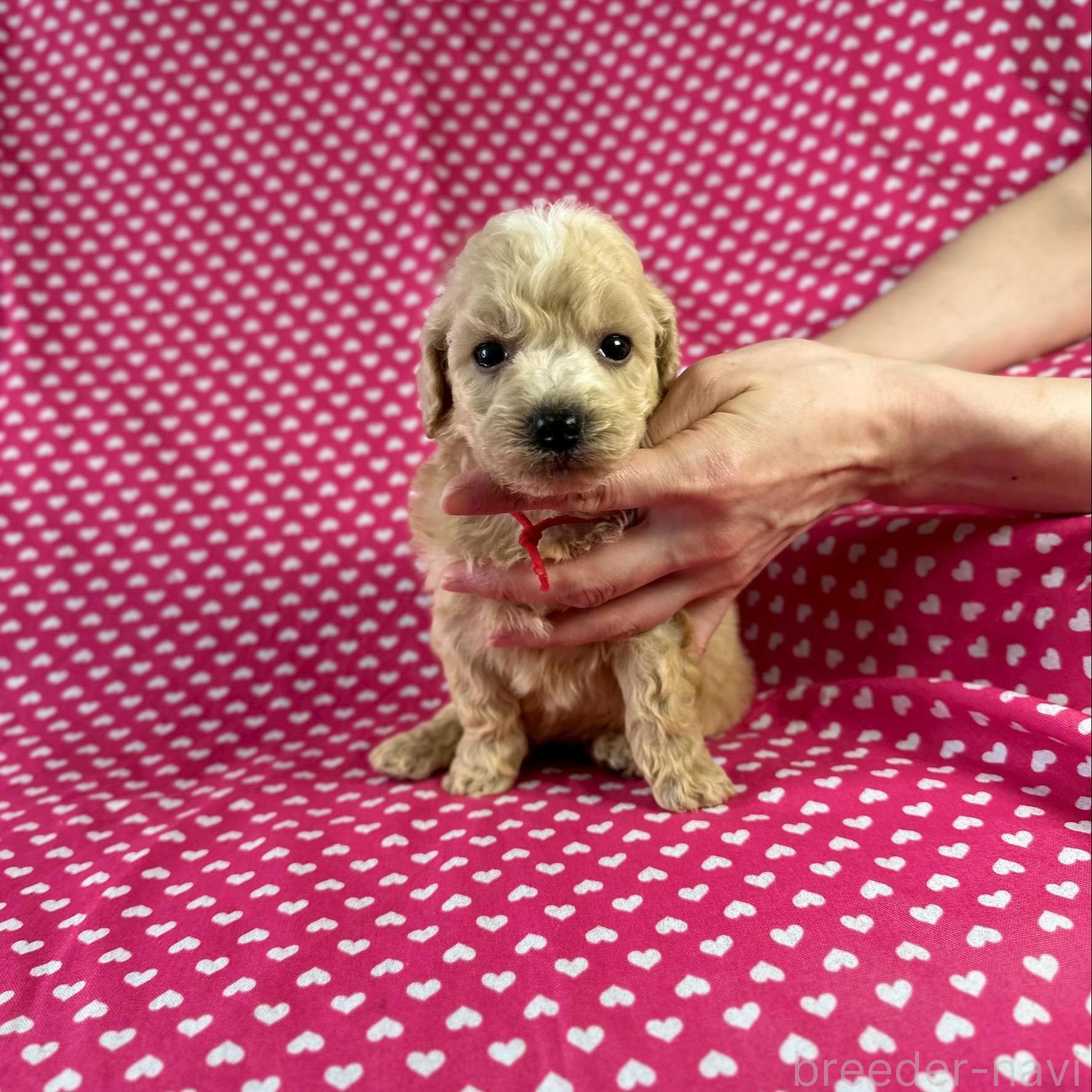 販売中の北海道のミックス犬-390818