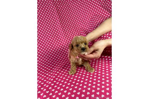販売中の北海道のミックス犬-390822の4枚目