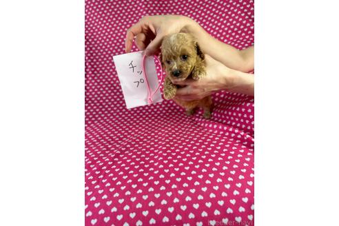 販売中の北海道のミックス犬-390822の3枚目