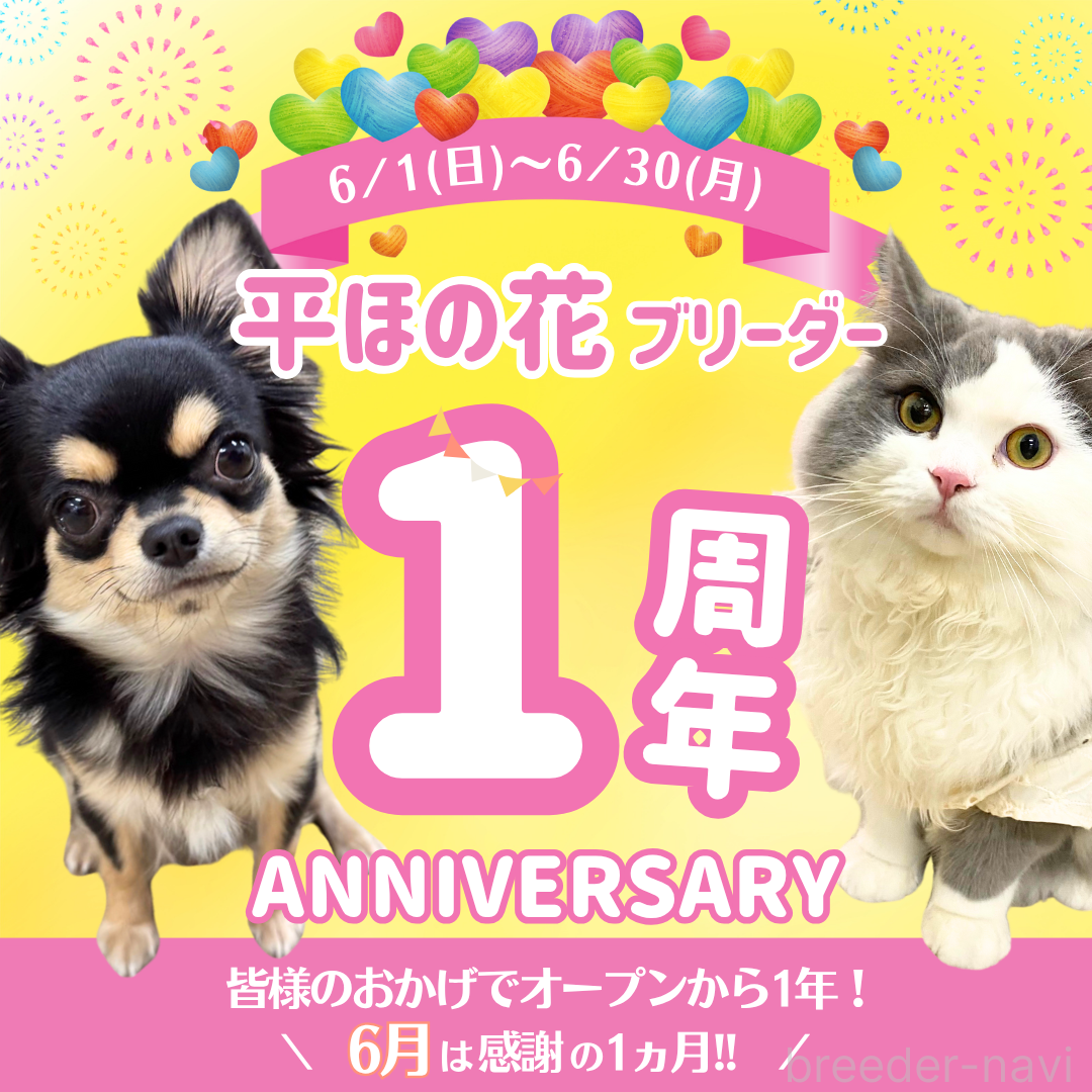 販売中の埼玉県のマルプー:マルチーズ×トイプードル-387271の3枚目