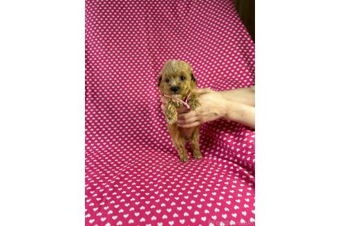 販売中の北海道のミックス犬-390822の2枚目