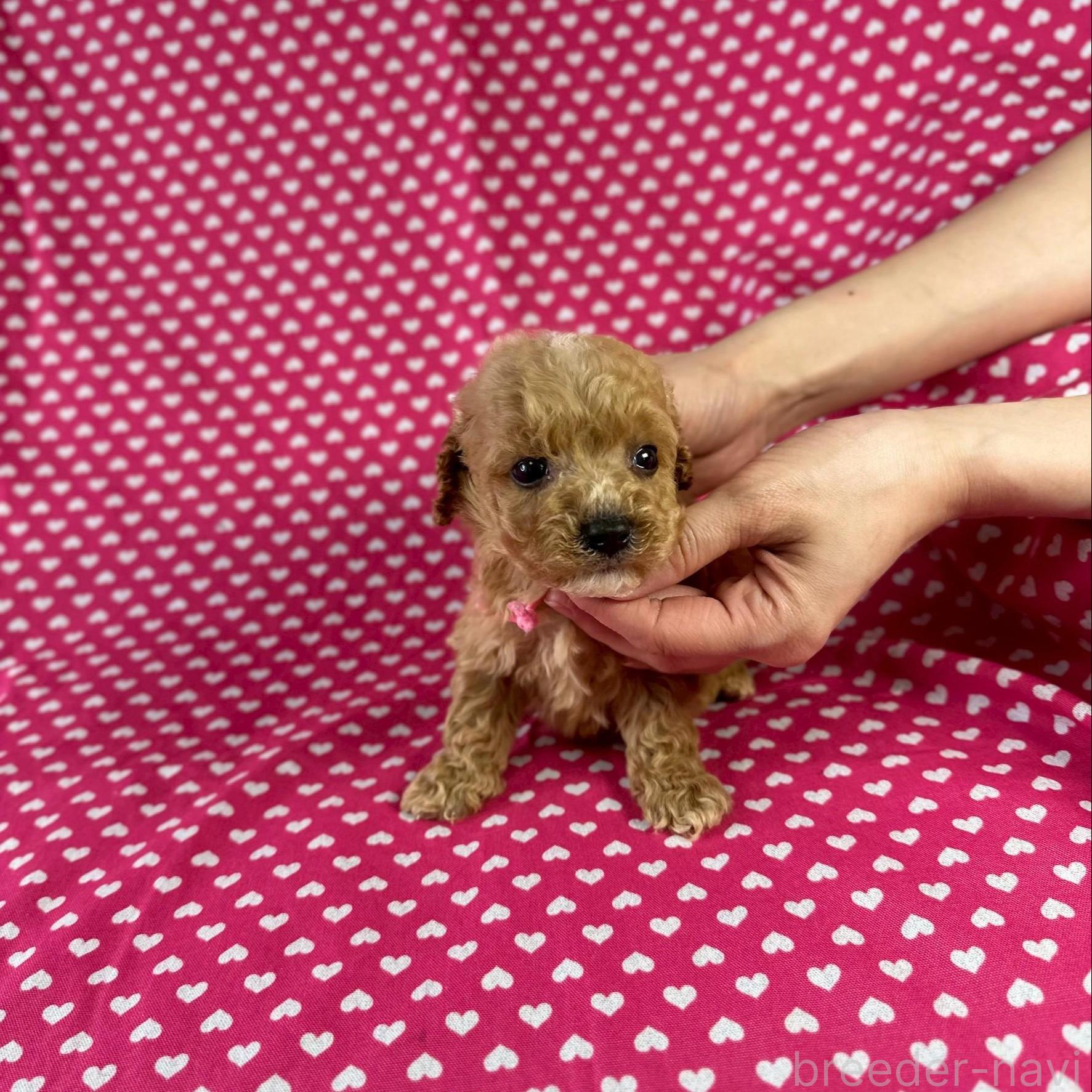 販売中の北海道のミックス犬-390822
