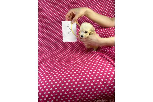 販売中の北海道のミックス犬-390824の4枚目
