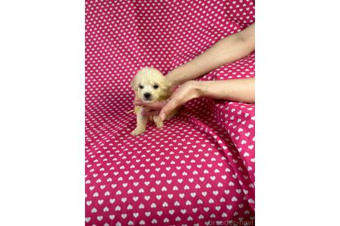 販売中の北海道のミックス犬-390824の3枚目