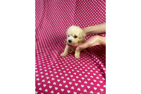 販売中の北海道のミックス犬-390824の2枚目