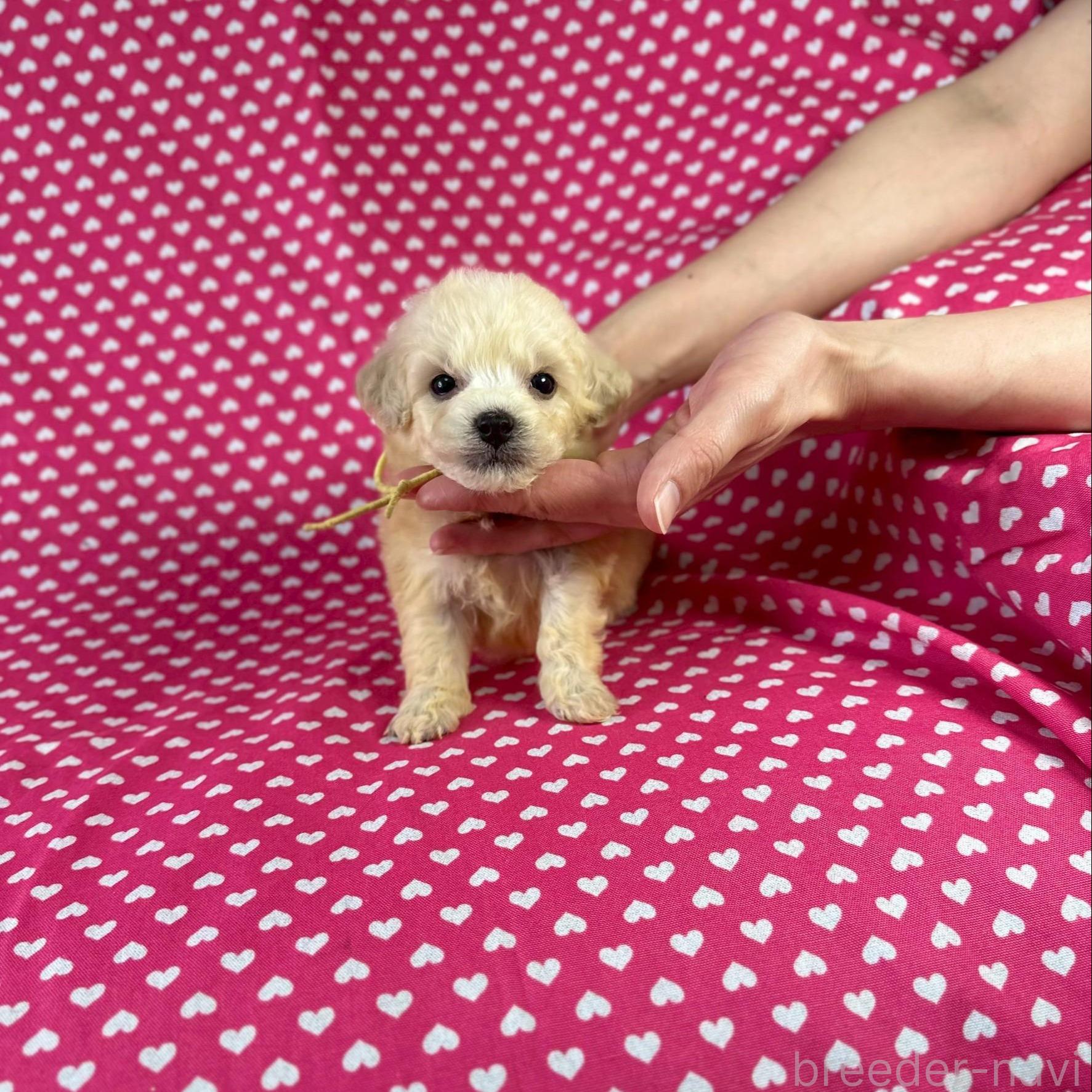 販売中の北海道のミックス犬-390824