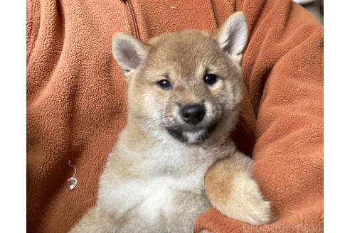 販売中の埼玉県の豆柴-385236の4枚目