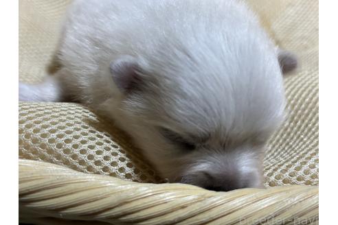 販売中の千葉県のポメラニアン-390884