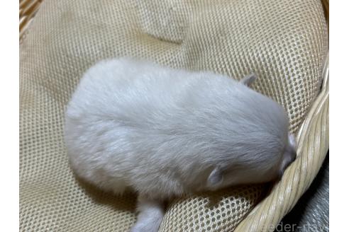 販売中の千葉県のポメラニアン-390884の2枚目