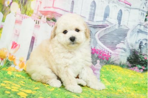 販売中の愛知県のタイニープードル-390836の5枚目
