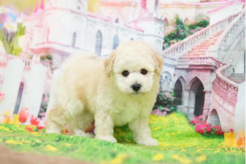 販売中の愛知県のタイニープードル-390836の4枚目