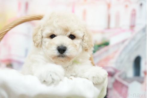 販売中の愛知県のタイニープードル-390837