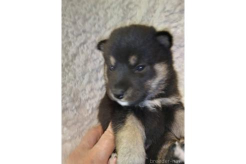 販売中の岐阜県の柴犬-390841の3枚目