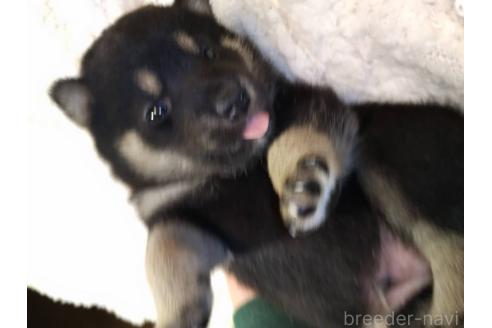 販売中の岐阜県の柴犬-390841の1枚目