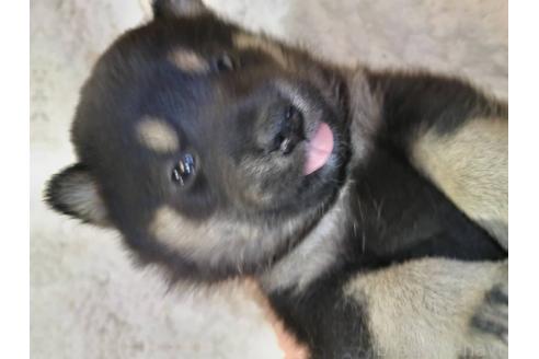販売中の岐阜県の柴犬-390841の2枚目