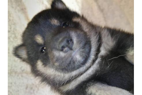 販売中の岐阜県の柴犬-390842の3枚目
