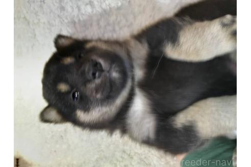 販売中の岐阜県の柴犬-390842の2枚目